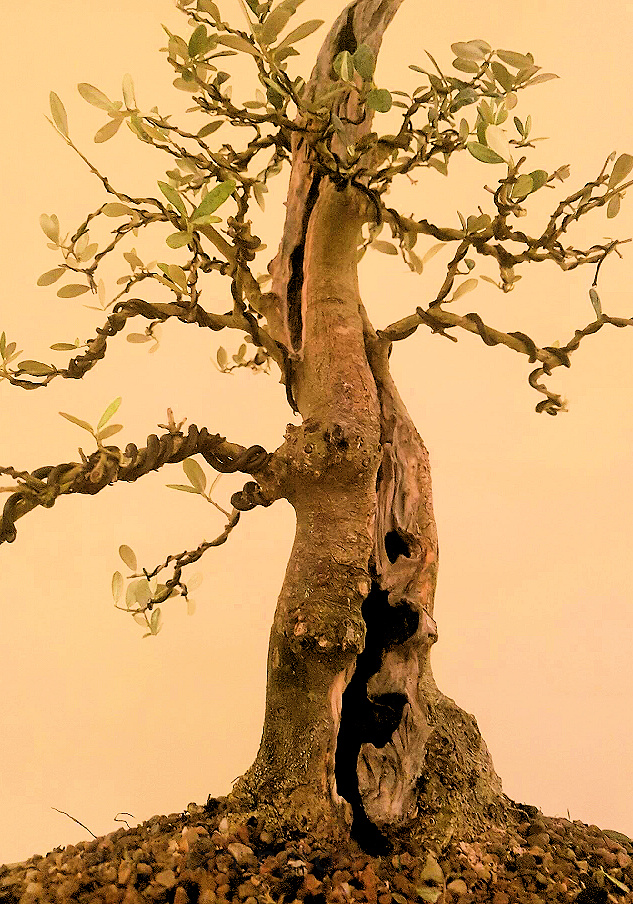 olive bonsai